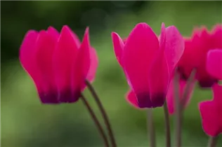 Cyclamen 'Melody Outdoor'® - Alpenveilchen 'Melody Outdoor'® Cyclamen 'Melody Outdoor'® - Alpenveilchen 'Melody Outdoor'®