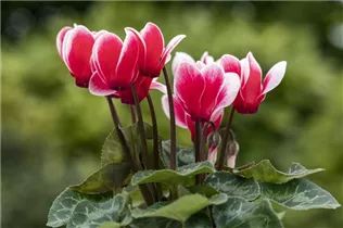 Cyclamen 'Melody Outdoor'® - Alpenveilchen 'Melody Outdoor'® Cyclamen 'Melody Outdoor'® - Alpenveilchen 'Melody Outdoor'®