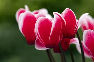 Cyclamen 'Melody Outdoor'® - Alpenveilchen 'Melody Outdoor'® Cyclamen 'Melody Outdoor'® - Alpenveilchen 'Melody Outdoor'®