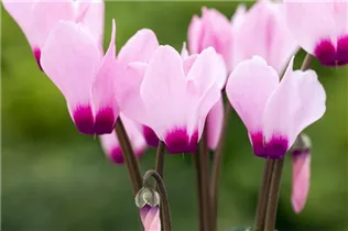 Cyclamen 'Melody Outdoor'® - Alpenveilchen 'Melody Outdoor'® Cyclamen 'Melody Outdoor'® - Alpenveilchen 'Melody Outdoor'®