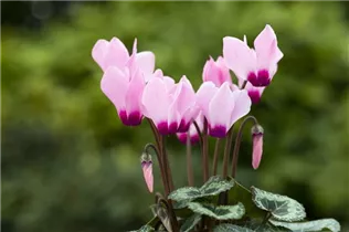 Cyclamen 'Melody Outdoor'® - Alpenveilchen 'Melody Outdoor'® Cyclamen 'Melody Outdoor'® - Alpenveilchen 'Melody Outdoor'®