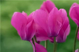 Cyclamen 'Melody Outdoor'® - Alpenveilchen 'Melody Outdoor'® Cyclamen 'Melody Outdoor'® - Alpenveilchen 'Melody Outdoor'®