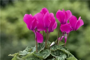 Cyclamen 'Melody Outdoor'® - Alpenveilchen 'Melody Outdoor'® Cyclamen 'Melody Outdoor'® - Alpenveilchen 'Melody Outdoor'®