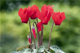 Cyclamen 'Melody Outdoor'® - Alpenveilchen 'Melody Outdoor'® Cyclamen 'Melody Outdoor'® - Alpenveilchen 'Melody Outdoor'®