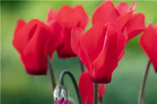 Cyclamen 'Melody Outdoor'® - Alpenveilchen 'Melody Outdoor'® Cyclamen 'Melody Outdoor'® - Alpenveilchen 'Melody Outdoor'®