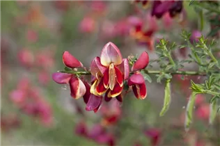 Cytisus scoparius 'Maria Burkwood' - Edelginster 'Maria Burkwood'