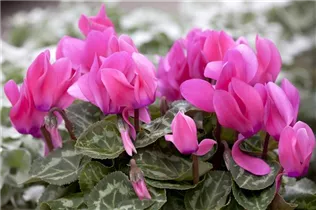 Cyclamen persicum - Zimmer-Alpenveilchen Cyclamen persicum - Zimmer-Alpenveilchen