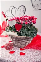 Cyclamen persicum - Zimmer-Alpenveilchen Cyclamen persicum - Zimmer-Alpenveilchen