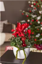 Cyclamen persicum - Zimmer-Alpenveilchen Cyclamen persicum - Zimmer-Alpenveilchen