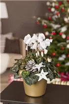 Cyclamen persicum - Zimmer-Alpenveilchen Cyclamen persicum - Zimmer-Alpenveilchen