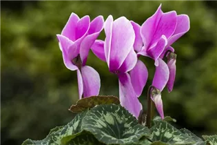 Cyclamen persicum 'Contiga' - Großblütiges Alpenveilchen 'Contiga'