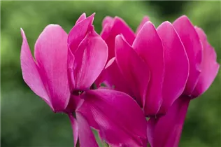 Cyclamen persicum 'Contiga' - Großblütiges Alpenveilchen 'Contiga'