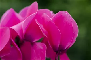 Cyclamen persicum 'Contiga' - Großblütiges Alpenveilchen 'Contiga'