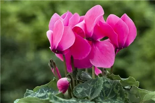 Cyclamen persicum 'Contiga' - Großblütiges Alpenveilchen 'Contiga'