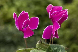Cyclamen persicum 'Contiga' - Großblütiges Alpenveilchen 'Contiga'
