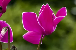 Cyclamen persicum 'Contiga' - Großblütiges Alpenveilchen 'Contiga'