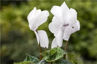 Cyclamen persicum 'Contiga' - Großblütiges Alpenveilchen 'Contiga'