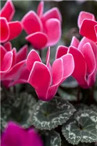 Cyclamen persicum 'Decora' - Cyclame