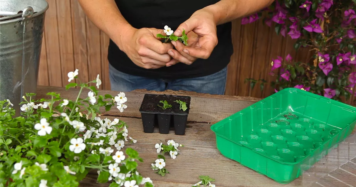 - Schneeflockenblume - Vermehren durch Stecklinge