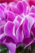 Cyclamen persicum 'Decora' - Cyclame