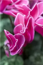 Cyclamen persicum 'Decora' - Cyclame