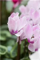 Cyclamen persicum 'Decora' - Cyclame