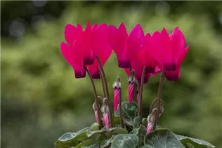 Cyclamen persicum 'Facila Summer' - Cyclamen persicum 'Facila Summer'