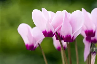 Cyclamen persicum 'Facila Summer' - Cyclamen persicum 'Facila Summer'