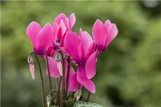 Cyclamen persicum 'Facila Summer' - Cyclamen persicum 'Facila Summer'