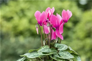 Cyclamen persicum 'Facila Summer' - Cyclamen persicum 'Facila Summer'