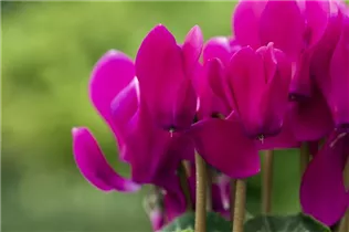 Cyclamen persicum 'Facila Summer' - Cyclamen persicum 'Facila Summer'