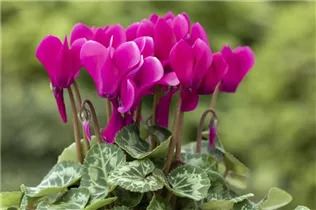 Cyclamen persicum 'Facila Summer' - Cyclamen persicum 'Facila Summer'