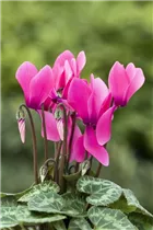 Cyclamen persicum 'Facila Summer' - Cyclamen persicum 'Facila Summer'