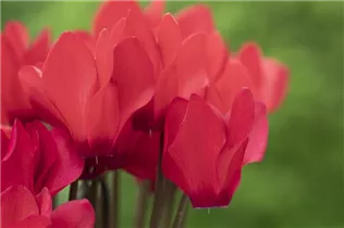 Cyclamen persicum 'Facila Summer' - Cyclamen persicum 'Facila Summer'