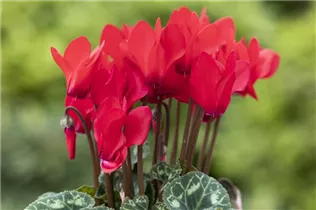 Cyclamen persicum 'Facila Summer' - Cyclamen persicum 'Facila Summer'