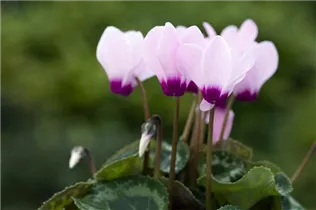 Cyclamen persicum 'Facila Winter' - Cyclamen persicum 'Facila Winter'