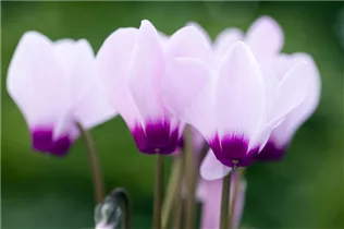 Cyclamen persicum 'Facila Winter' - Cyclamen persicum 'Facila Winter'