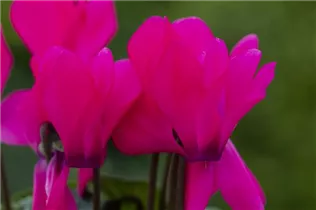 Cyclamen persicum 'Facila Winter' - Cyclamen persicum 'Facila Winter'