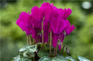 Cyclamen persicum 'Facila Winter' - Cyclamen persicum 'Facila Winter'