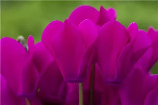 Cyclamen persicum 'Facila Winter' - Cyclamen persicum 'Facila Winter'