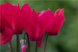 Cyclamen persicum 'Facila Winter' - Cyclamen persicum 'Facila Winter'