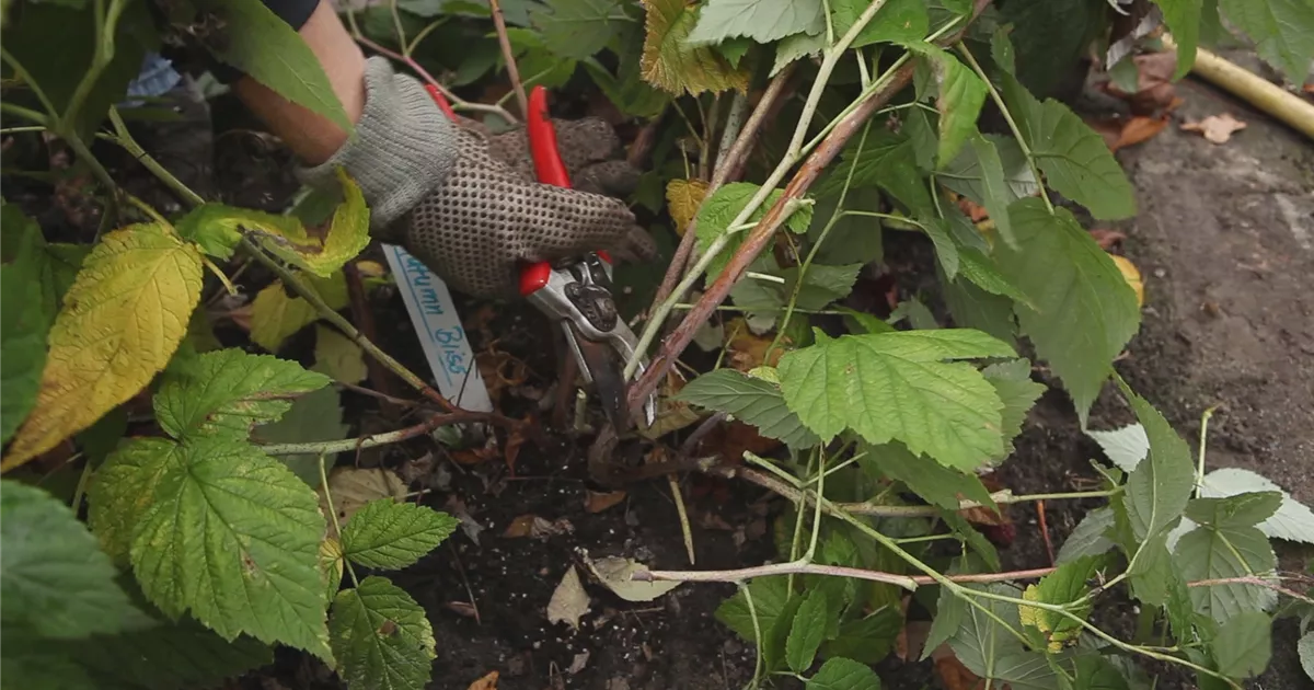  - Himbeeren - Zurückschneiden im Herbst