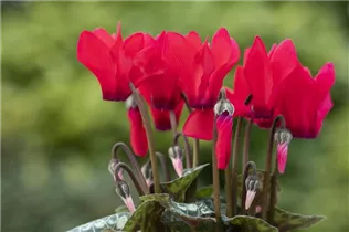 Cyclamen persicum 'Facila Winter' - Cyclamen persicum 'Facila Winter'