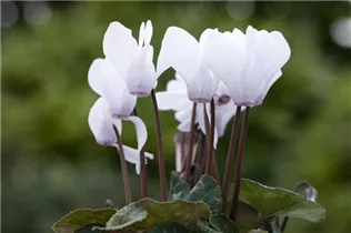 Cyclamen persicum 'Facila Winter' - Cyclamen persicum 'Facila Winter'
