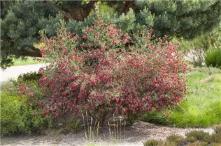 Cytisus scoparius 'Windlesham Ruby' - Edelginster 'Windlesham Ruby' Cytisus scoparius 'Windlesham Ruby' - Edelginster 'Windlesham Ruby'
