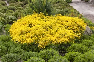 Cytisus x beanii - Duftender Kriechginster