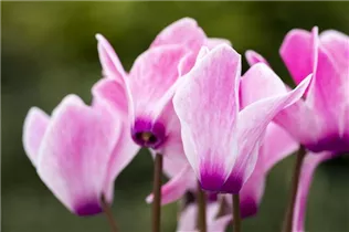 Cyclamen persicum 'Merita' - Cyclamen persicum 'Merita'