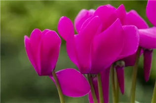 Cyclamen persicum 'Merita' - Cyclamen persicum 'Merita'