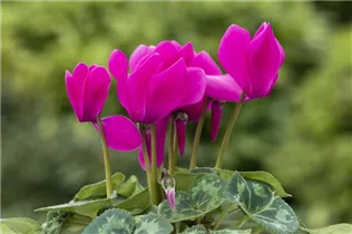 Cyclamen persicum 'Merita' - Cyclamen persicum 'Merita'