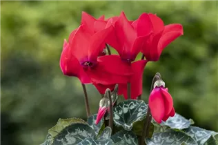 Cyclamen persicum 'Merita' - Cyclamen persicum 'Merita'